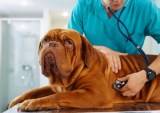 Pet Medical Insurance Provider Trupanion Enables Payment at Checkout