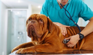 Pet Medical Insurance Provider Trupanion Enables Payment at Checkout
