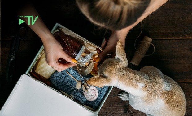 Merchants Buck Discretionary Spending Pressures by Making Subscriptions ‘Essential’