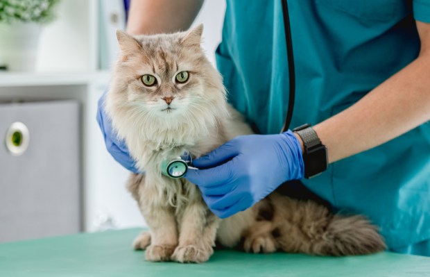 CareCredit Expands Payment Plans to US Veterinary Hospitals