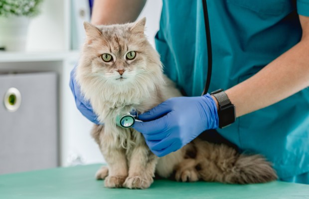 CareCredit Expands Payment Plans to 95% of US Veterinary Hospitals