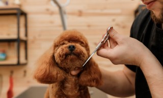 How a Farmers Market Experience for Pets is Driving Sales