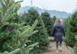 Christmas Tree Costs Soar, Yet Consumers Still Pine for Authenticity 