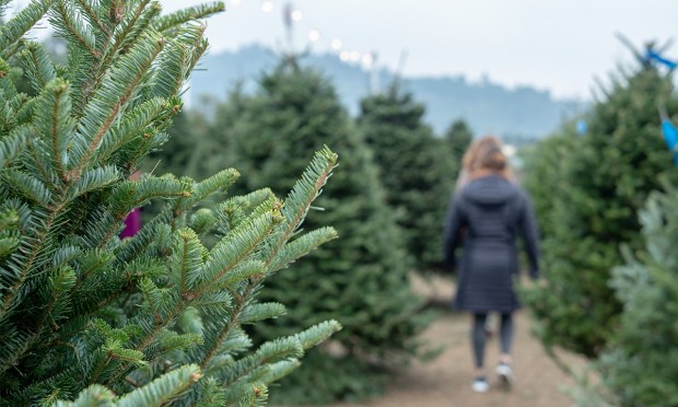 Christmas Tree Costs Soar, Yet Consumers Still Pine for Authenticity 