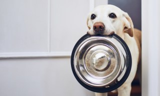 Consumers May Trim Spending, but Not on Fido, Chewy Says 