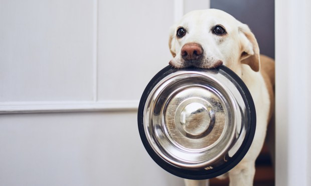 Consumers May Trim Spending, but Not on Fido, Chewy Says 