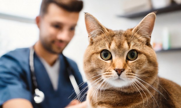 Chewy Health President: New Veterinary Clinics Complete Petcare Ecosystem 