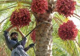 farmer harvesting dates in UAE