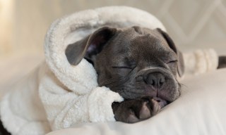 Why Shopping for Pets Is Getting Even Easier 
