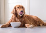 D2C Food Subscriptions Drive Loyalty by Courting Pet Parents