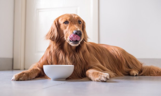 D2C Food Subscriptions Drive Loyalty by Courting Pet Parents