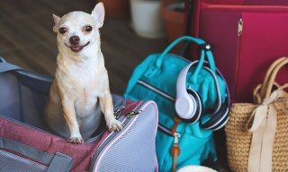 BarkBox Service Lets Well-Heeled Dogs Fly in Style