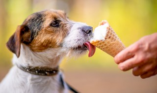 Ice Cream for Dogs: Pet Parents Are Springing for Human-Like Treats
