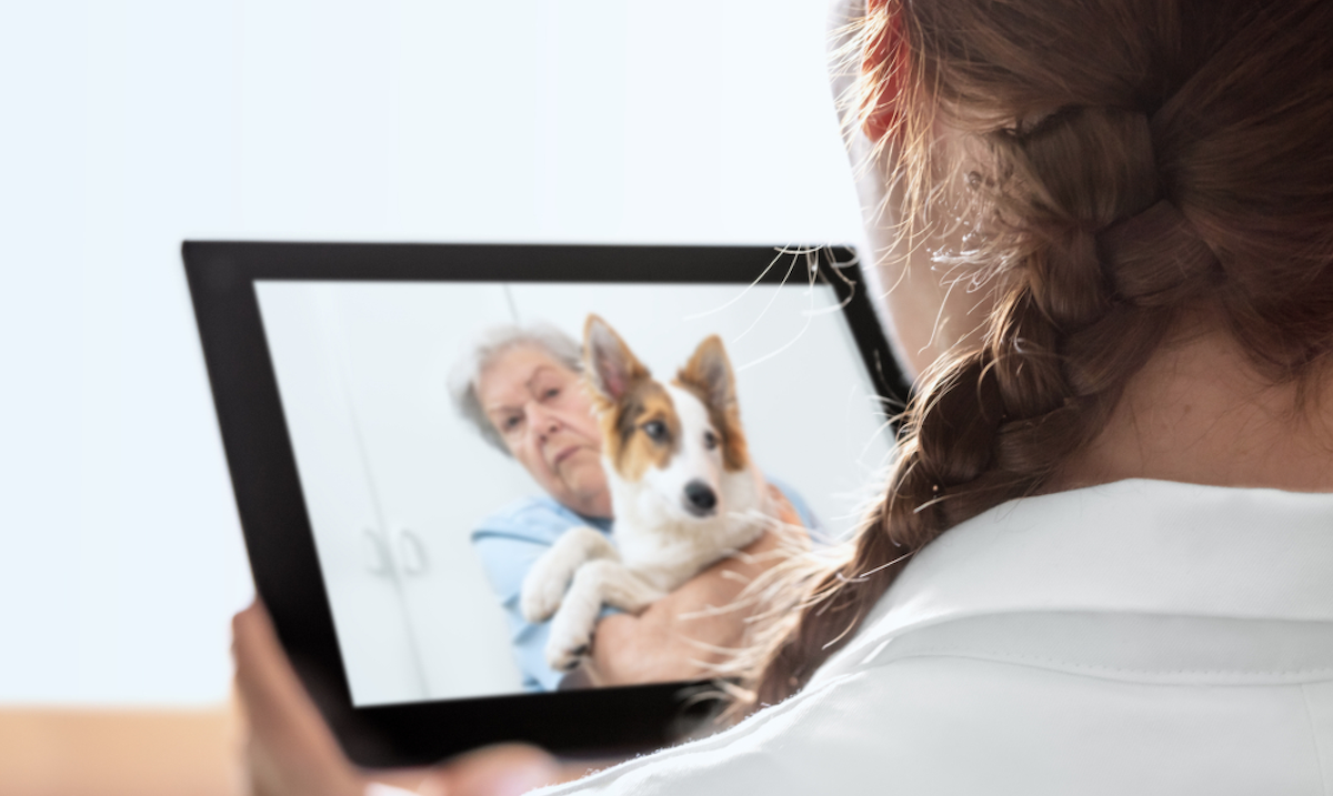 Walmart Adds Pawp’s Telehealth Service for Pets to Membership Program