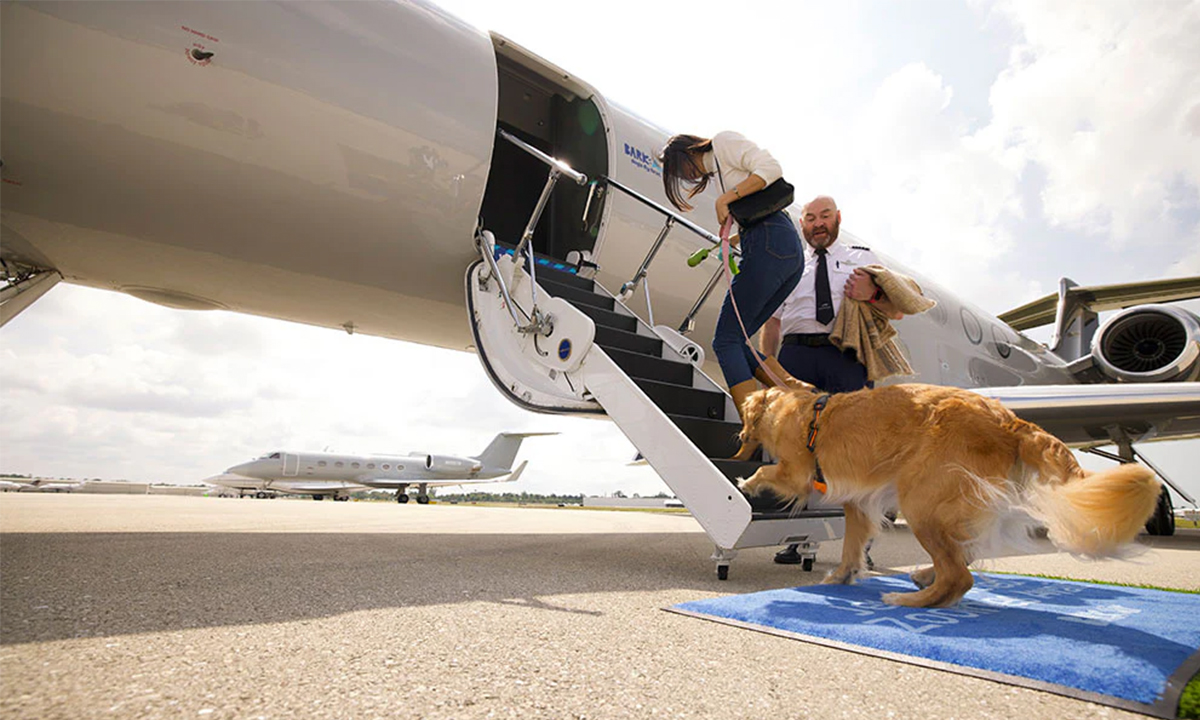 Fetching a Ride: Brands Roll Out Human-Grade Experiences for Pups