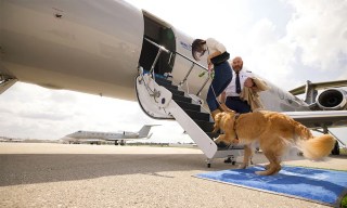 Fetching a Ride: Brands Roll Out Human-Grade Experiences for Pups