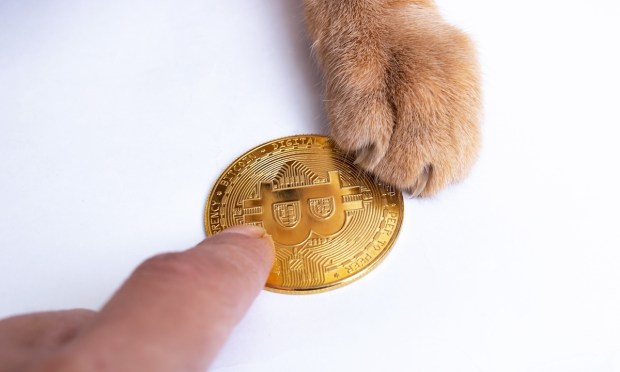 Dogs vs. Cats: Dogecoin, Shiba Inu Memecoins Have Competition at Crypto Food Bowl
