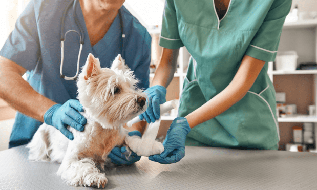 Bond Vet Turns to Coupa for AI-Powered Spend Management