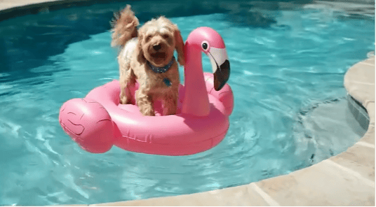 AI dog, Google Cloud