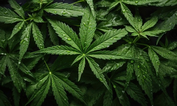 Report: Trump Seeks Reintroduction of Cannabis Banking Bill