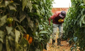 AgriDex Bets Stablecoins Will Transform $2.7 Trillion Ag Market