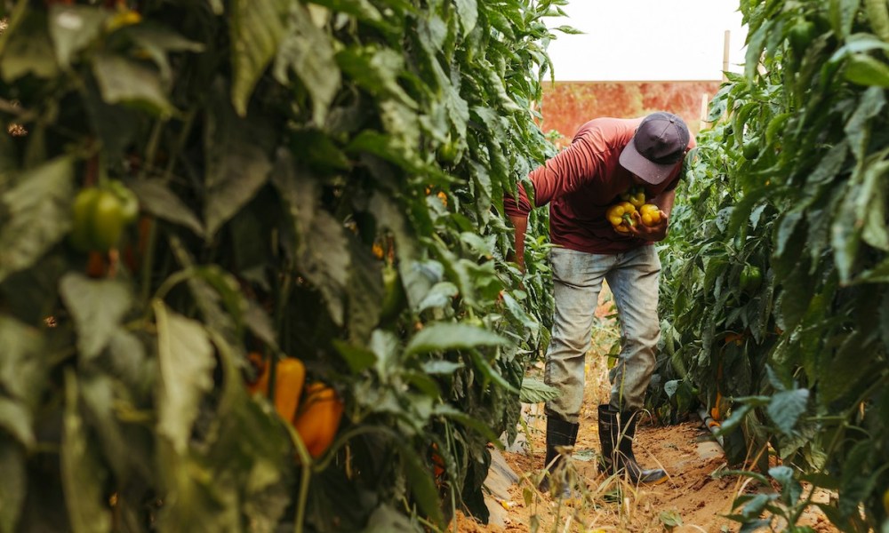 AgriDex Bets Stablecoins Will Transform $2.7 Trillion Ag Market