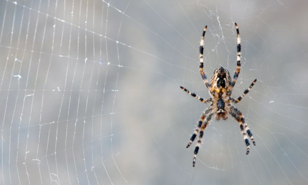 Scattered Spider Hackers Reportedly Targeting Airline Industry