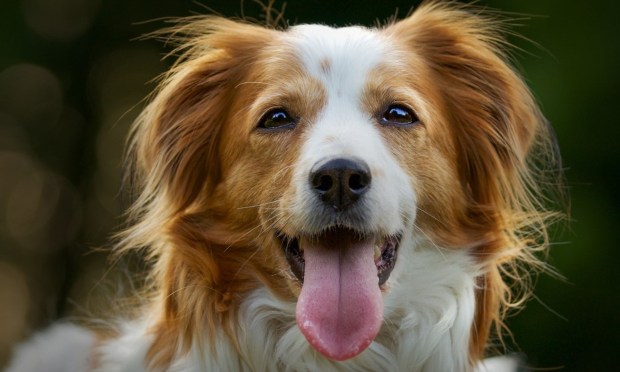 New AI Startup Turns a Dog’s Bark Into a Human Conversation