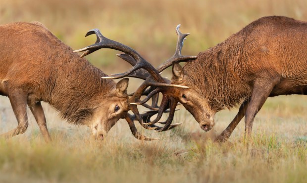 Open Banking Shaken by Market-Regulation Clash