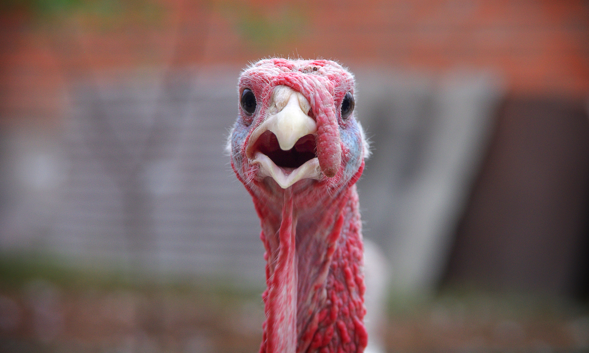 The Weekender: Turkey, Tech and the Price Tag of Gratitude