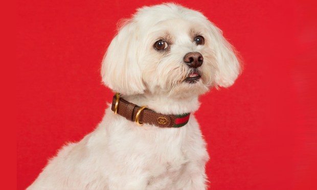 Unboxing Gifts for the Pet Who Tolerates You