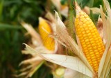 A 1960s Farming Study Saw the AI Boom Coming