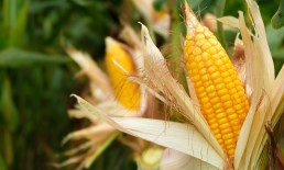 A 1960s Farming Study Saw the AI Boom Coming