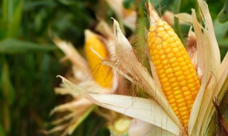 A 1960s Farming Study Saw the AI Boom Coming