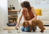 Consumers Keep Fun in the Household Ledger