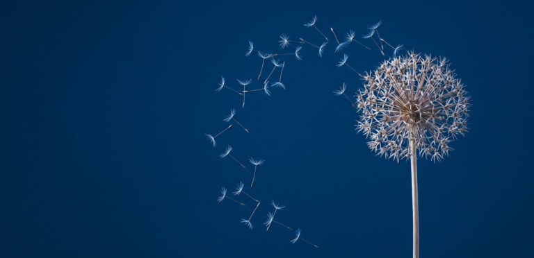 Understanding the Fragility of Economic Concentration Through the Principles of Ecology