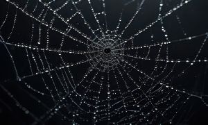 Dark Web fraud