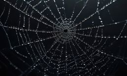 Dark Web fraud